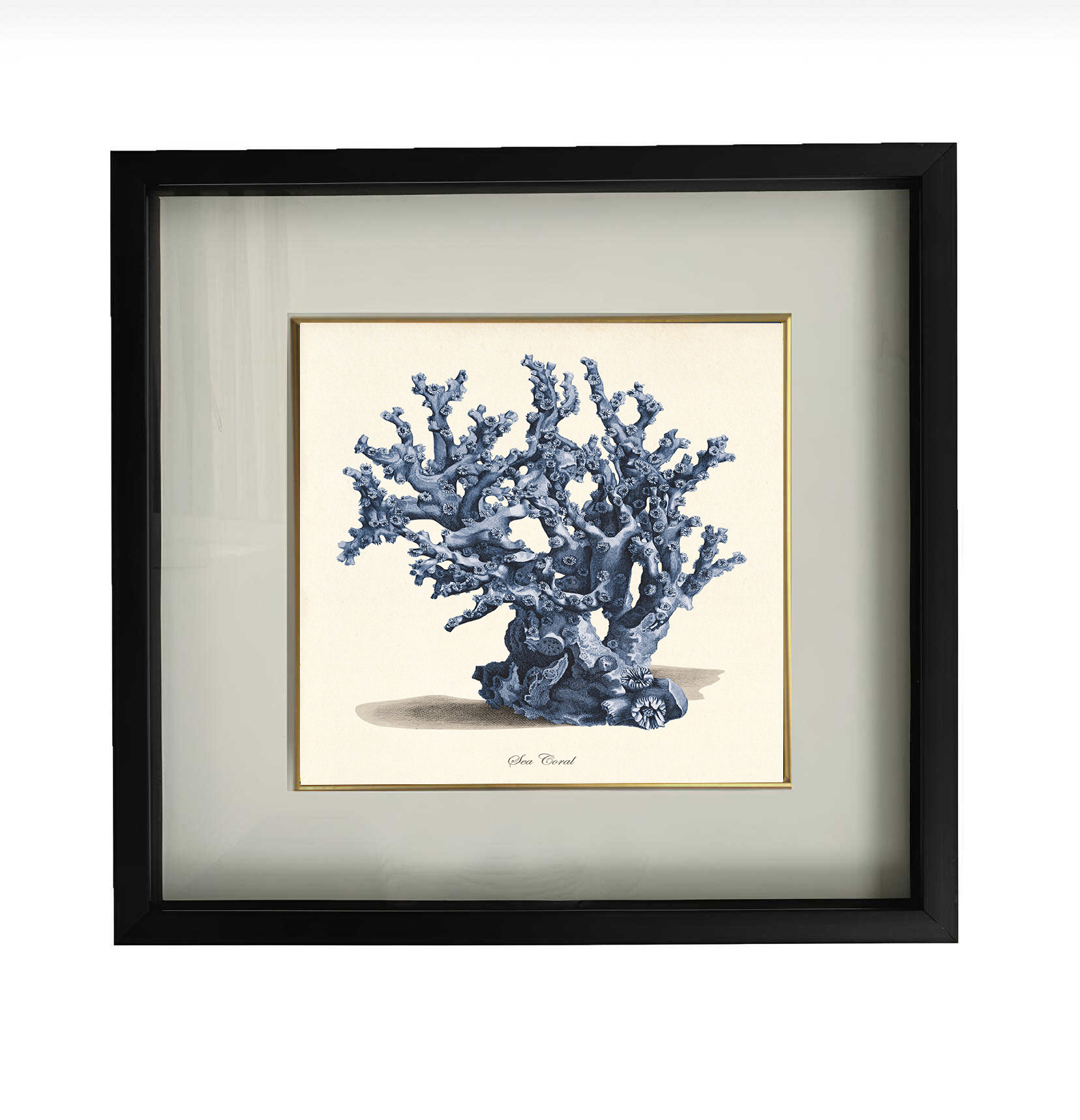 BLUE CORAL NO.4